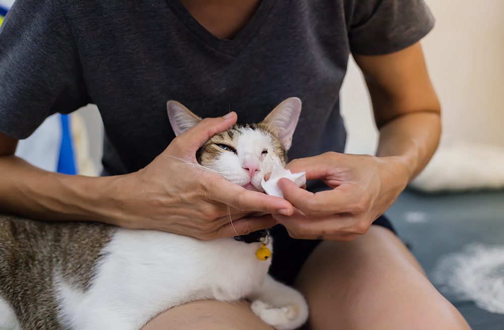 woman cleaning cat's nose