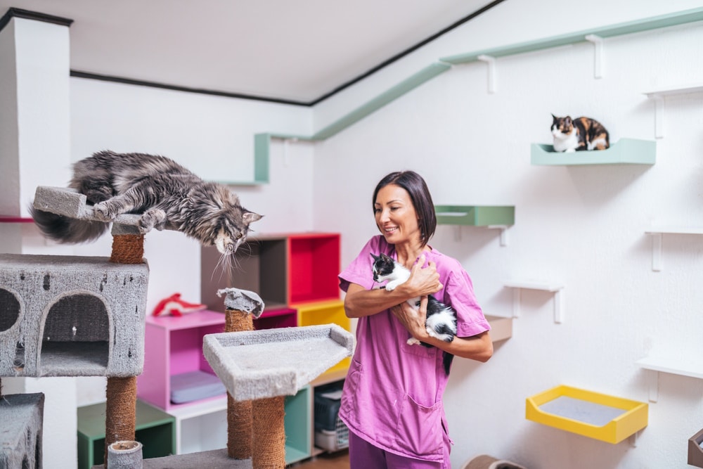 woman working in animal shelter